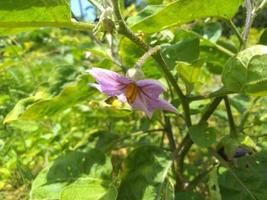 Flowers of the eggplant in the garden. photo