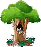 Sugar gliders climbing big tree vector