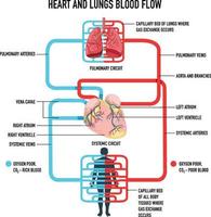 Diagram showing heart and lungs blood flow vector