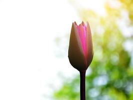 Isolated a young single lotus leaf with clipping paths. photo