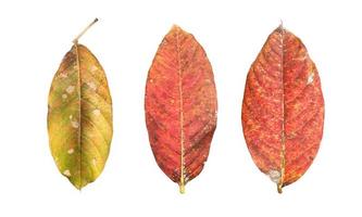 Isolated queen's crape myrtle old and fallen leaf with clipping paths. photo