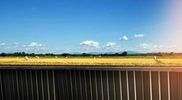 Metal sheets were made the fence of rice paddy farm and house in rural part of Asian countries, soft and selective focus. photo