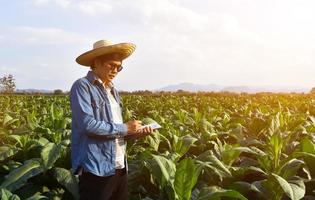 genetista asiático de horticultura está trabajando en una granja de tabaco local para almacenar datos de plantación, desarrollo de cultivares y enfermedades de las plantas por la tarde, enfoque suave y selectivo. foto