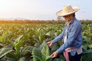 genetista asiático de horticultura está trabajando en una granja de tabaco local para almacenar datos de plantación, desarrollo de cultivares y enfermedades de las plantas por la tarde, enfoque suave y selectivo. foto