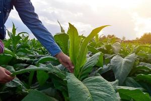 genetista asiático de horticultura está trabajando en una granja de tabaco local para almacenar datos de plantación, desarrollo de cultivares y enfermedades de las plantas por la tarde, enfoque suave y selectivo. foto