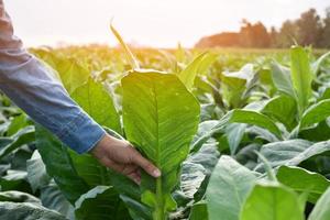 Asian horticulture geneticist is working on local tobacco farm to store data of planting, cultivar development and plant diseases in the afternoon, soft and selective focus. photo