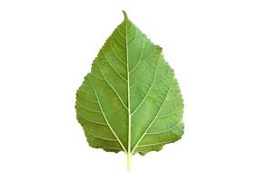 Isolated front mulberry leaf with clipping paths. photo