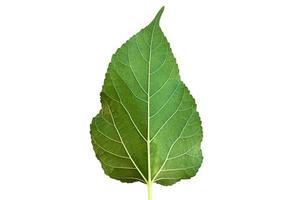 Isolated front and back mulberry leaf with clipping paths. photo