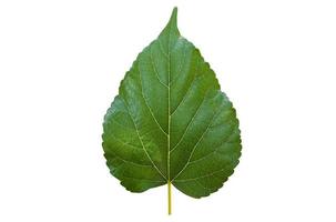 Isolated front and back mulberry leaf with clipping paths. photo