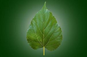 Isolated front and back mulberry leaf with clipping paths. photo