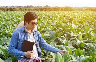 genetista asiático de horticultura está trabajando en una granja de tabaco local para almacenar datos de plantación, desarrollo de cultivares y enfermedades de las plantas por la tarde, enfoque suave y selectivo. foto