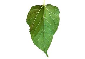 Isolated front and back mulberry leaf with clipping paths. photo