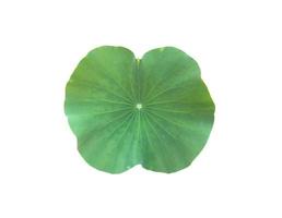 isolated waterlily or lotus leaf with clipping paths. photo