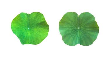 isolated waterlily or lotus leaf with clipping paths. photo