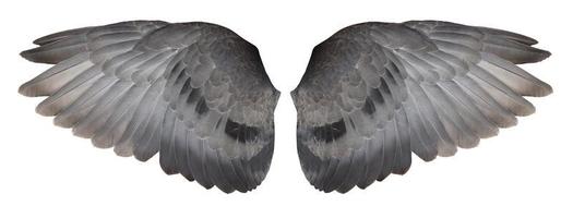 pigeon wings isolated on white background, With clipping paths. photo