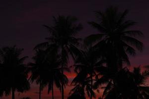 puesta de sol de coloridos cocoteros. foto