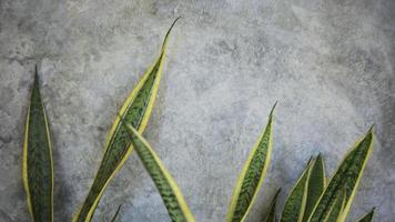 Gray cement background with ornamental plants. photo