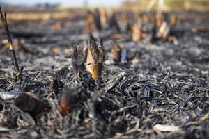 quemar los campos de caña de azúcar negra como carbón para la próxima siembra. foto
