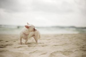 perro en la playa foto