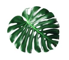 Monstera leave isolated against white background photo