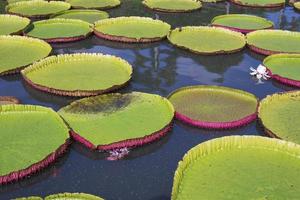 Victoria lotus leaf It is the largest lotus flower that floats on the water surface. photo