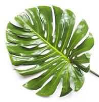 hoja y tallo de monstera, forma de follaje del paraíso de la selva tropical de moda, aislada en fondo blanco, también llamada planta de queso, para un patrón de agujero único foto