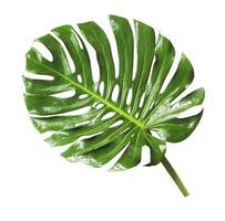 Tropical Jungle Leaf, Monstera, resting on flat surface, isolated on white background, also called Swiss Cheese plant photo