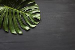 Monstera is a tropical floor. On wooden floor with black background photo