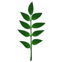 Green organic leaf.