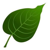 Botanical green leaf. vector