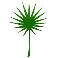 Sugar palm leaf. vector