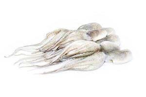 Fresh squid from the sea, isolated on white background. photo