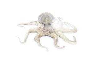 Fresh squid from the sea, isolated on white background. photo