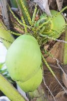 primer plano de coco fresco en el árbol. foto
