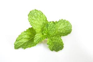 Mint leaf fresh, closeup isolated on a white background.