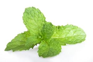 Mint leaf fresh, closeup isolated on a white background. photo