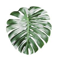 Monstera leave isolated against white background photo