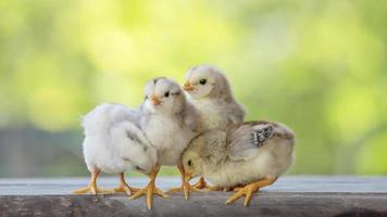 4 chicks on wood floor behind natural blurred background photo