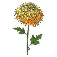 Hand Drawn Bright Chrysanthemum Flower on White Background. vector