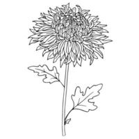 Linear Image of a Flower on a White Background. vector