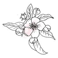 boceto botánico de la rama floreciente de primavera del manzano. vector