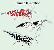 A set of shrimp vector illustration