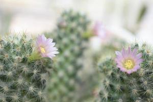 Cactus flowers in the garden. photo