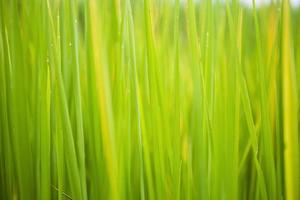 The green background of the rice plant in the morning has water droplets on it. photo