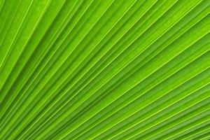 textura de hoja de palma de azúcar, fondo abstracto foto