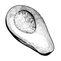 Avocado sketch isolated ona white background. Hand drawn vector illustration