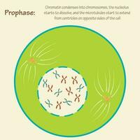 profase del ciclo celular vector