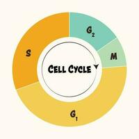 fases del ciclo celular vector