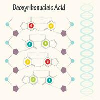 estructura del adn vector