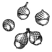 Vector hand drawn acorn illustration isolated on white background. Autumn botany sketch.